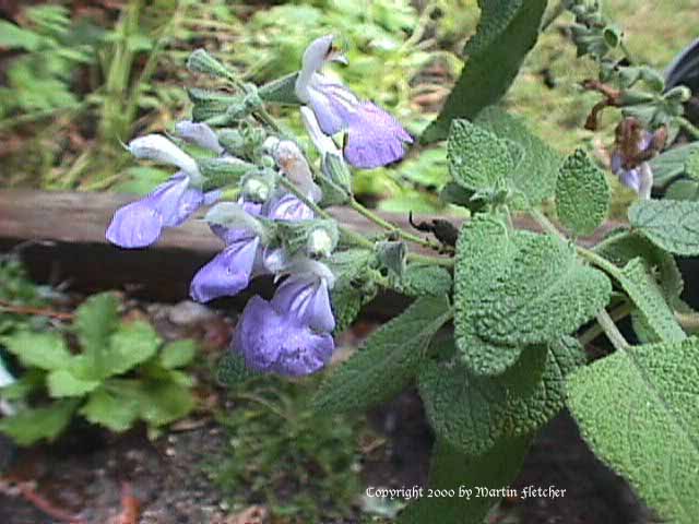 Salvia melissodora, grape scented sage