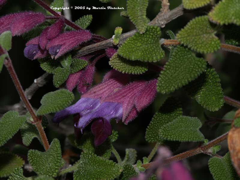 Salvia semiatrata