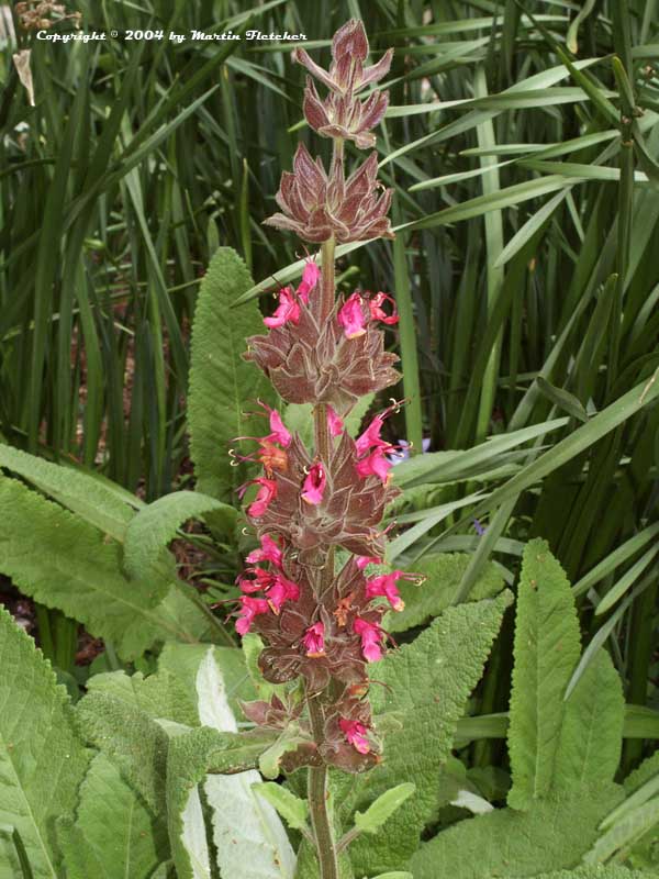 Salvia spathacea, the Hummingbird Sage