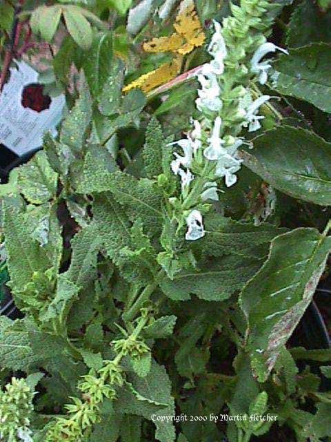 Salvia superba White