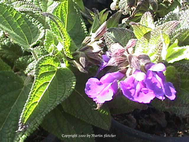 Salvia urica, Blue Bush Sage