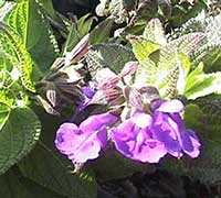 Salvia urica, Blue Bush Sage