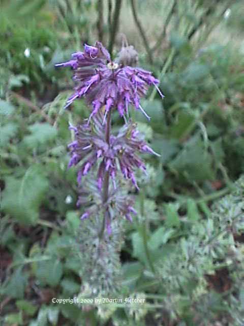 Salvia verticillata Purple Rain