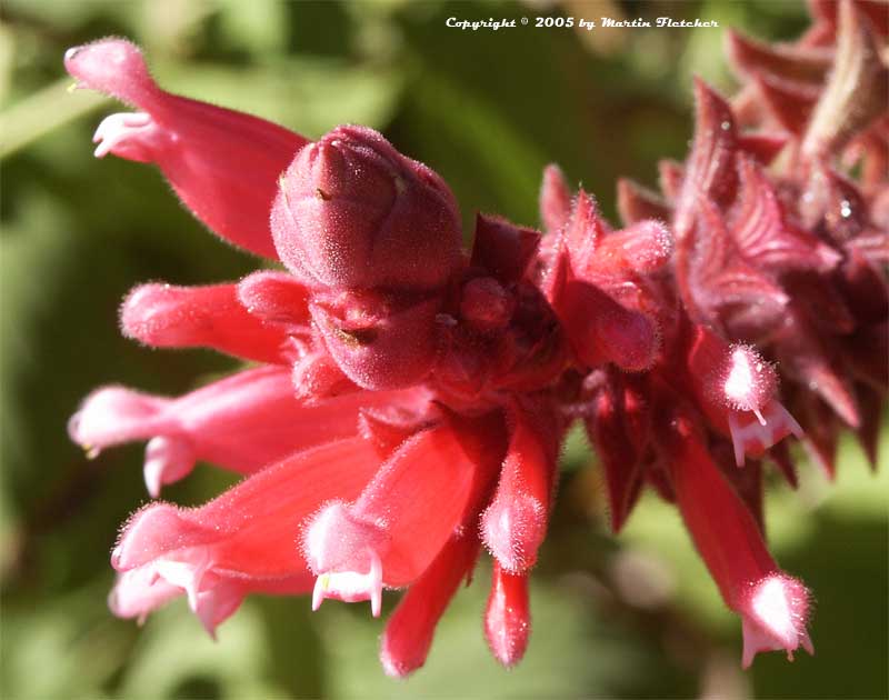 Salvia wagneriana, Wagner's Sage