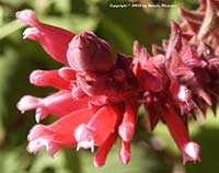 Salvia wagneriana, Wagner's Sage