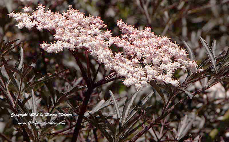 Sambucus nigra Black Lace, Black Lace Elderberry