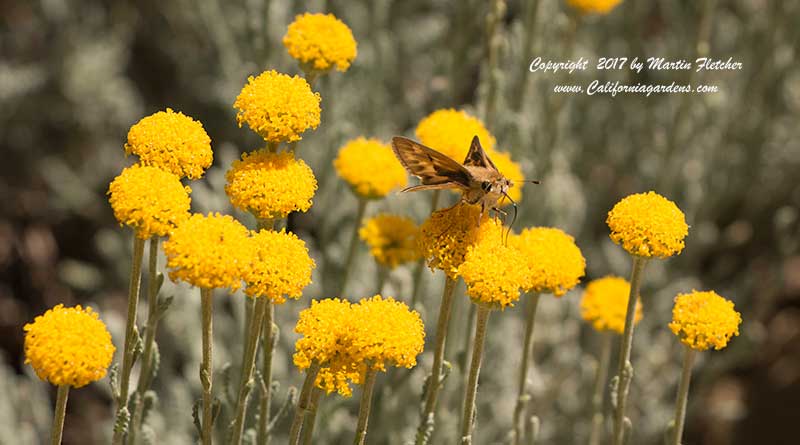 Santolina chamaecyparissus with Skipper