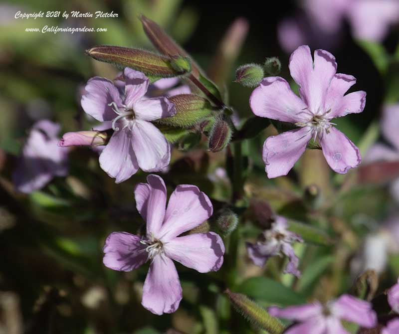 Saponaria lempergii Max Frei, Max Frei Soapwort