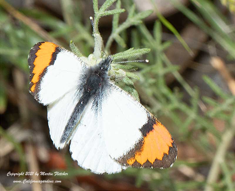 Sara Orangetip, Anthocharis sara