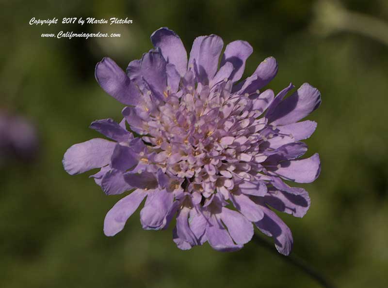 Scabiosa columbaria Butterfly Blue, Dove Pincushion Flower