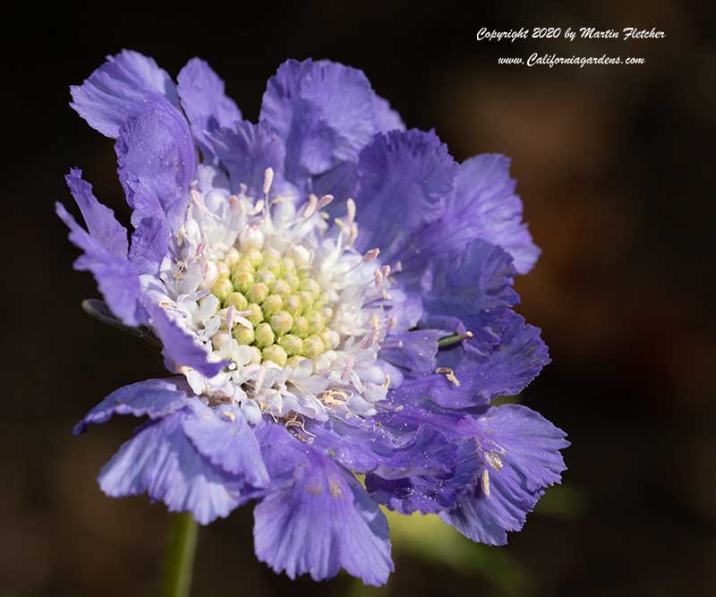 Scabiosa caucasica Fama Deep Blue