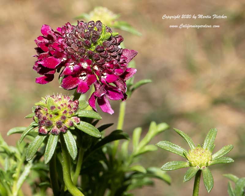 Scabiosa atropurpurea Royal Ruby, Royal Ruby Pincushion