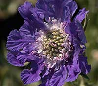Scabiosa caucasica Fama Blue, Fama Blue Pincushion Flower