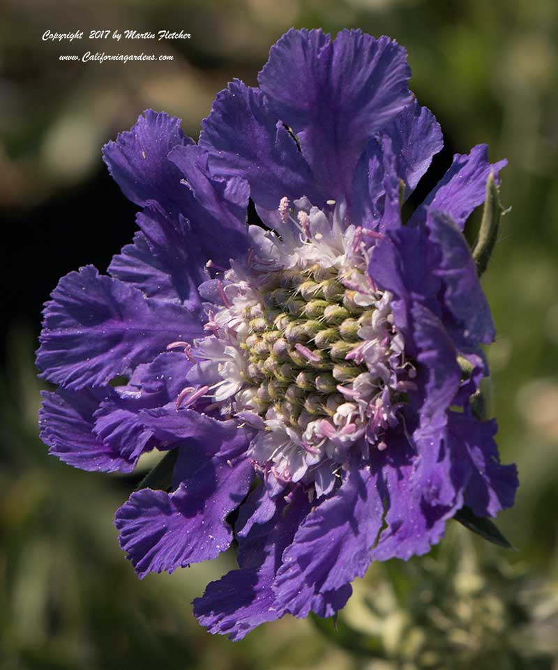 Scabiosa caucasica Fama Deep Blue