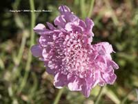 Scabiosa columbaria Pink Mist, Pink Mist Pincushion Flower
