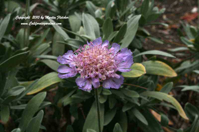 Scabiosa cretica