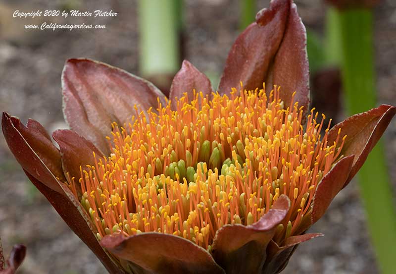 Scadoxus puniceus Magnificus, Royal Paintbrush