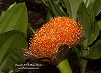 Scadoxus puniceus Magnificus, Royal Paintbrush