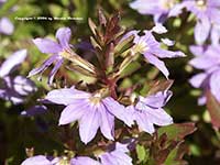 Scaevola Blue Wonder, Blue Wonder Fairy Fan Flower