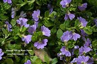 Scaevola Mauve Clusters, Mauve Clusters Fairy Fan Flower