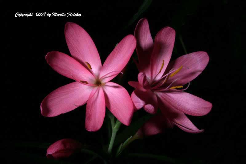 Schizostylis coccinea, Kaffir Lily