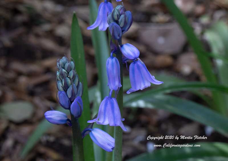 Scilla hispanica, Hyacinthoides hispanica, Spanish Bluebell or Wood Hyacinth