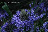 Scilla peruviana, Peruvian Lily, Portuguese Squill