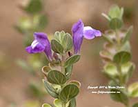 Scutellaria resinosa Smokey Hills, Smokey Hills Prairie Skullcap