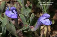 Scutellaria siphocampyloides, Greyleaf Skullcap