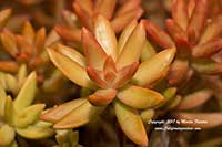 Sedum adolphii Firestorm, Golden Sedum, Adolph's Sedum