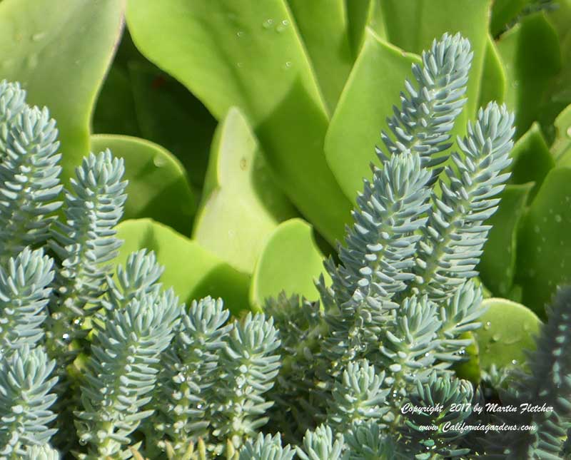 Sedum morganianum Burrito, Burrito Burro's Tail