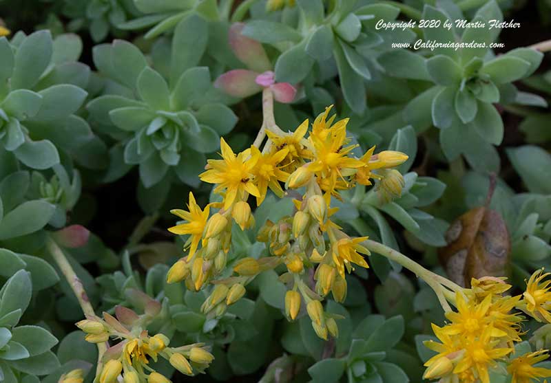 Sedum rosea, Rhodiola rosea, Rose Root Stonecrop