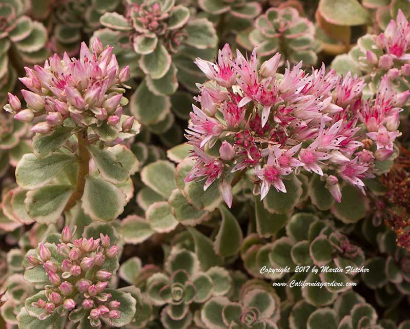 Sedum spurium Tricolor, Two Row Stonecrop, Variegated Stonecrop