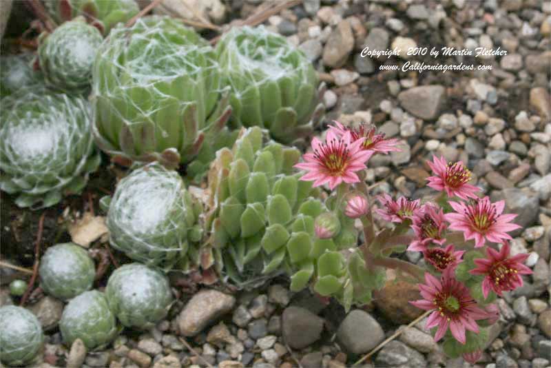 Sempervivum arachnoideum, Cobweb Houseleek