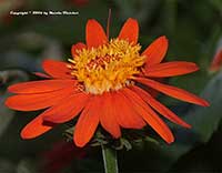 Senecio confusus, Mexican Flame Vine