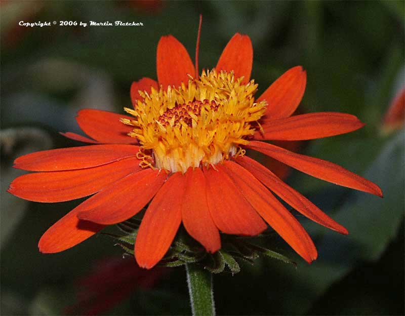 Image of Senecio confusus