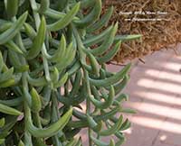 Senecio radicans Fish Hook, Fish Hook Senecio, Necklace Plant, String of Bananas