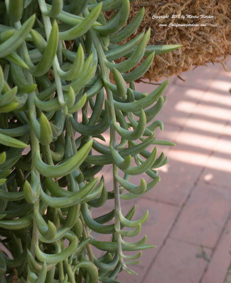 Senecio radicans, Fish Hook Senecio