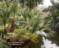 Serenoa repens, Saw Palmetto