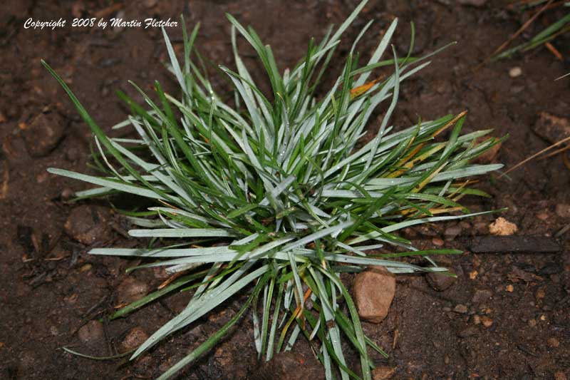 Sesleria caerulea, Blue Moor Grass