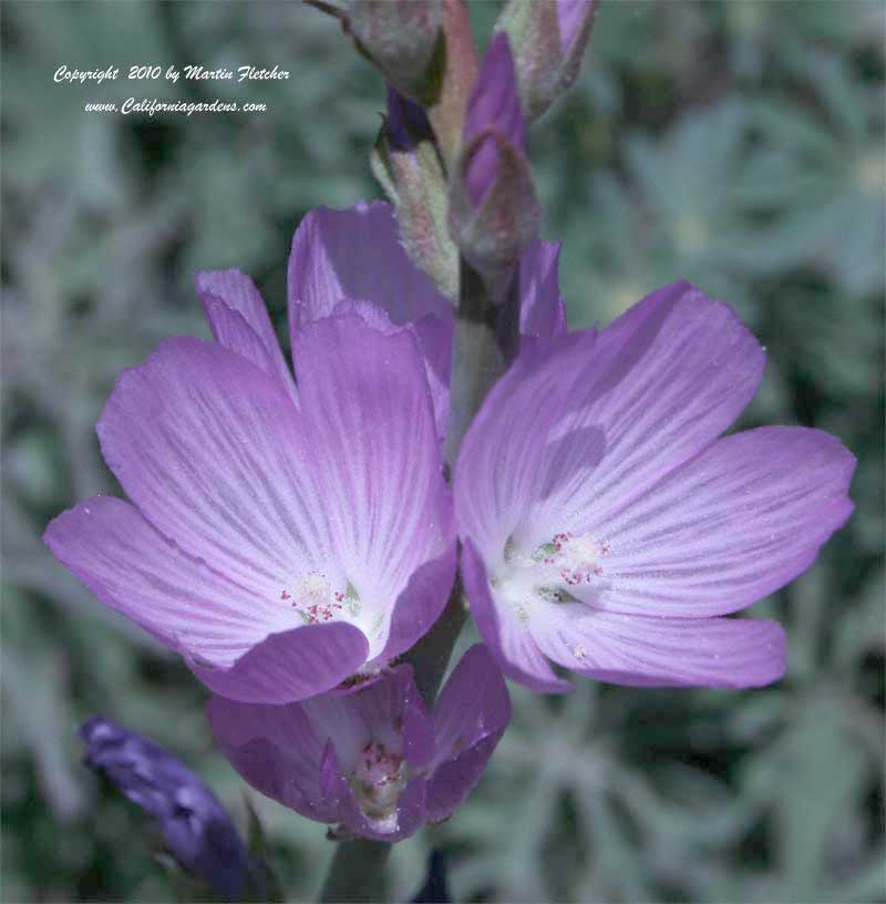 Sidalcea malviflora, Checker