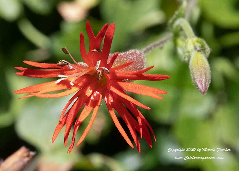 Silene laciniata, Indian Pink