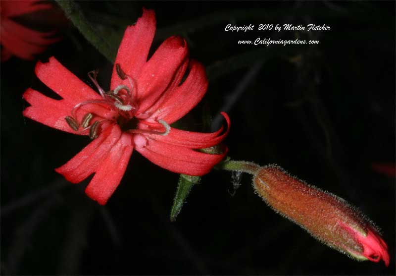 Silene laciniata, Indian Pink