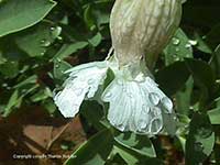 Silene vulgaris maritima, Sea Campion, Bladder Campion