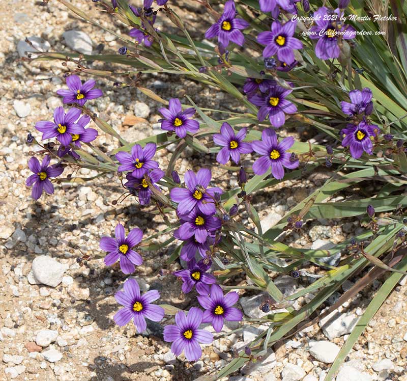 Sisyrinchium bellum, Blue Eyed Grass