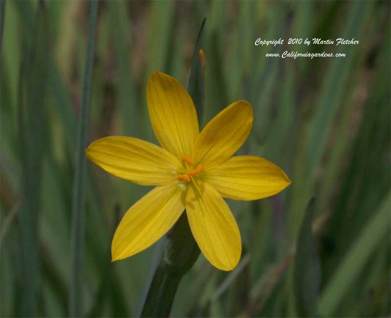 Sisyrinchium californicum, Yellow Eyed Grass