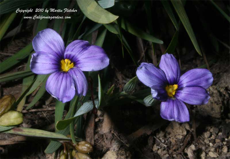 Sisyrinchium bellum Rocky Point, Rocky Point Blue Eyed Grass