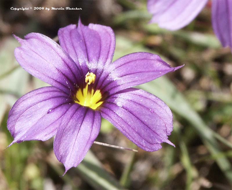 Sisyrinchium bellum, Blue Eyed Grass