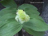 Smilacina racemosa, False Solomon's Seal