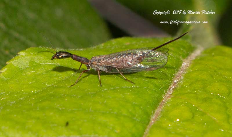 Snake Fly, Agulla sp.